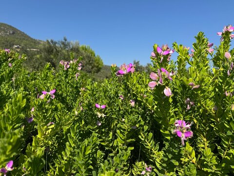 Close-up of blooming Sweet Pea Bush (Polygala myrtifolia) vibrant purple-pink flowers against a clear blue sky on a bright sunny day. Common myrtle-leaf milkwort, milkwort family of Polygalaceae.