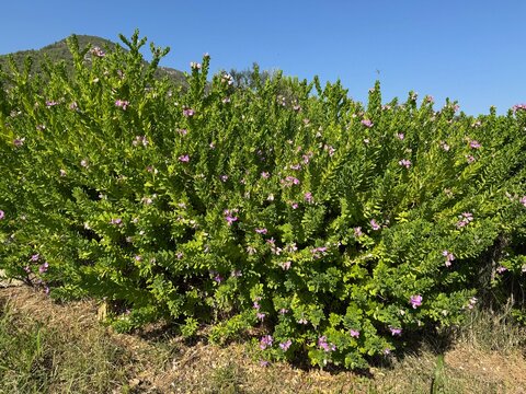 Close-up of blooming Sweet Pea Bush (Polygala myrtifolia) vibrant purple-pink flowers against a clear blue sky on a bright sunny day. Common myrtle-leaf milkwort, milkwort family of Polygalaceae.
