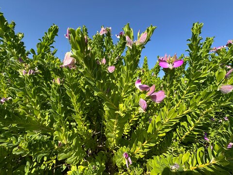 Close-up of blooming Sweet Pea Bush (Polygala myrtifolia) vibrant purple-pink flowers against a clear blue sky on a bright sunny day. Common myrtle-leaf milkwort, milkwort family of Polygalaceae.