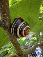 Brown-lipped snail clinging beneath a backlit green leaf, close-up showing its strongly banded spiral shell. © Spencer Pavia
