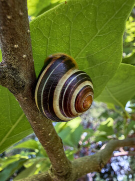 Brown-lipped snail clinging beneath a backlit green leaf, close-up showing its strongly banded spiral shell.