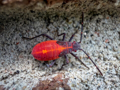 Eastern boxelder bug nymph on brick, close-up showing its bright red abdomen, dark legs and developing wing pads