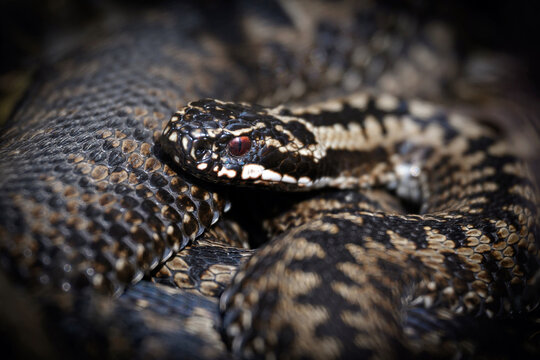 Common European adder (Vipera berus)