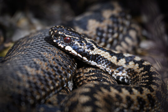 Common European adder (Vipera berus)
