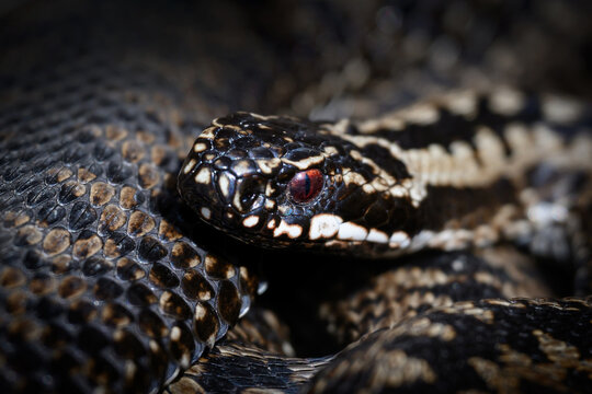 Common European adder (Vipera berus)