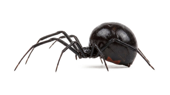 Close up of a black widow spider with red hourglass marking on its abdomen isolated on white background
