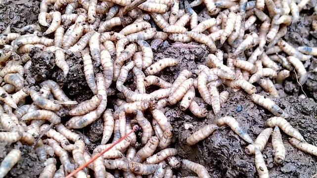A pile of writhing maggots crawling in a garden 