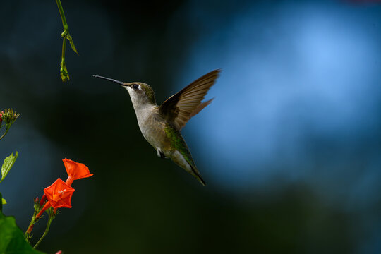 Female Ruby-throated Hummingbird inflight near a bright red morning glory flower. It generally spends the winter in Central America and migrates to Eastern North America for the summer to breed.