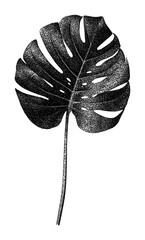 Obraz premium PNG Monstera leaf botanical illustration isolated on white