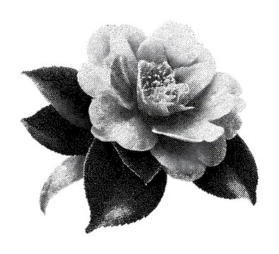 PNG Vintage black and white floral illustration