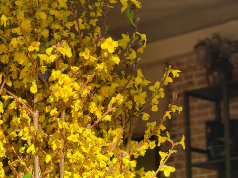 Bright yellow forsythia blossoms