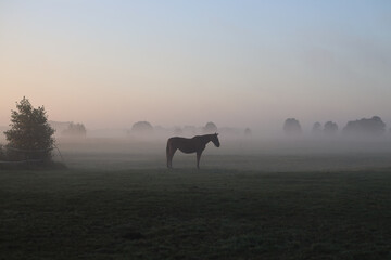 Kurpie,  Polska, Pisa, Narew © dulak