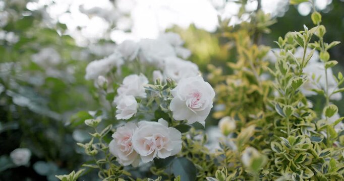 Blooming white roses flowers in summer garden with evening soft light