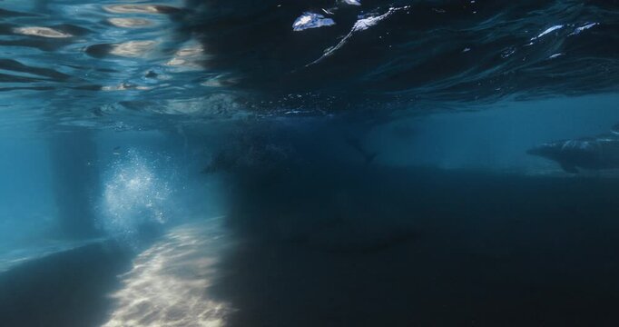 Bottlenose dolphin swims underwater in blue sea. Dolphin group underwater