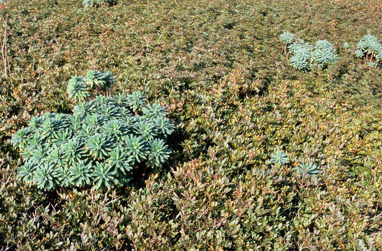 a Mediterranean spurge (Euphorbia characias), which is a type of hardy evergreen shrub. Sardinia. Italy