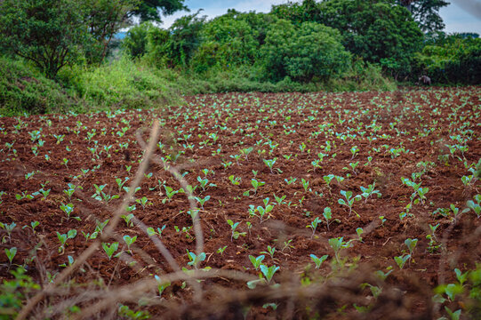 View of a cultivated field with young green vegetable plants growing in dark soil, surrounded by lush trees and vegetation in Kerang, Plateau, Nigeria.