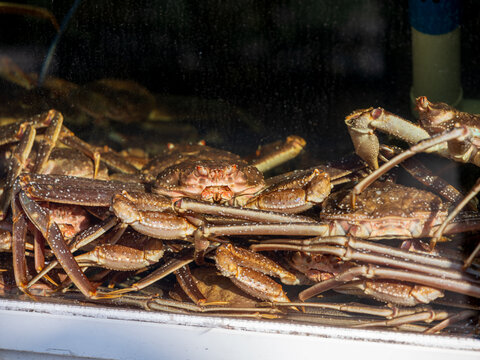 View of several snow crabs resting in a glass display tank at a seafood market in Busan, Busan, South Korea.