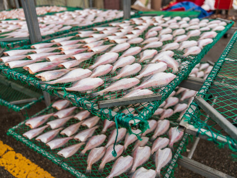 View of rows of fish drying on green mesh racks at a traditional market in Busan, Busan, South Korea.