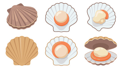 Scallop seashell collection vector illustration featuring closed ridged bivalves open halves and raw meat with orange roe © Sakouat