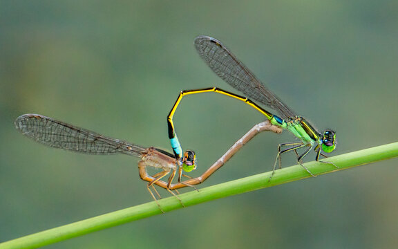 View of two damselflies mating on a green stem in Ohori Park, Fukuoka, Fukuoka, Japan.