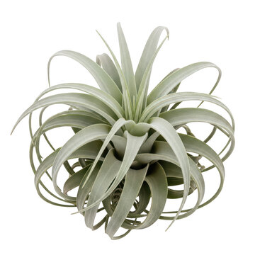 Air Plant Terrarium Decoration