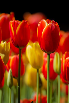 View of vibrant red and yellow tulips blooming in Araluen Botanic Park, Roleystone, Western Australia, Australia.