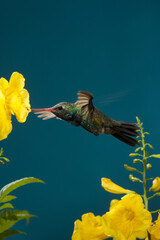 Fototapeta premium Broad-billed hummingbird feed in a flower