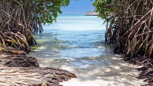View of the clear turquoise waters and sandy beach framed by the intricate roots of mangrove trees at Mangel Halto in Aruba, Aruba.