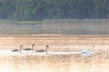 Serene white swans with their young on the misty waters of an autumn pond – nature background or wallpaper © anettastar