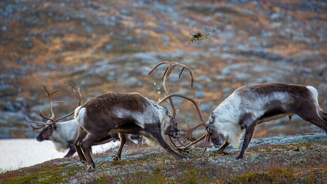 View of two reindeer sparring with their antlers in a rocky tundra landscape with a third reindeer in the background in Fjord, More og Romsdal, Norway.