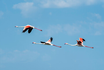 Three flamingos flying together across a blue sky in Camargue © maxime