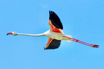 Close-up of a flying flamingo showing pink and black wing feathers © maxime