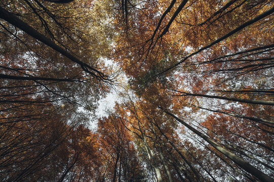 View of autumn trees with colorful orange and yellow leaves reaching towards the sky in Poland.