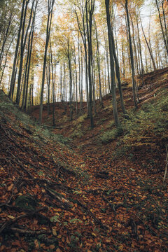 View of a dense autumn forest with tall trees and a ground covered in fallen leaves in a ravine in Poland.