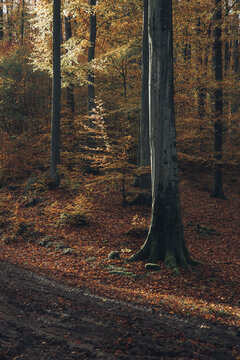 View of a forest path covered in fallen autumn leaves surrounded by tall trees with golden foliage in Poland.