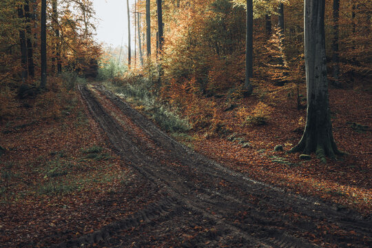 View of a muddy dirt road winding through an autumn forest with fallen leaves and tall trees in Poland.