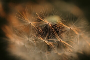 particolare di un fiore di dente di leone al tramonto  © Simona