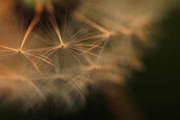 particolare di un fiore di dente di leone al tramonto  © Simona