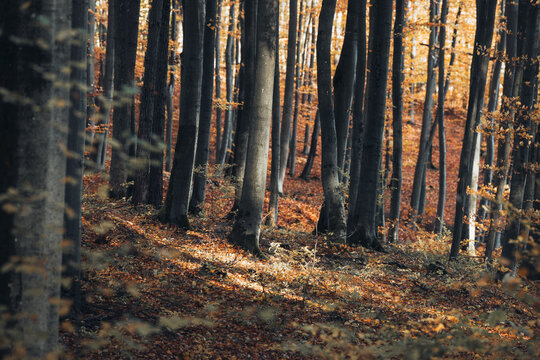 View of a dense forest with tall trees and a carpet of orange and brown fallen leaves on the ground in Poland.