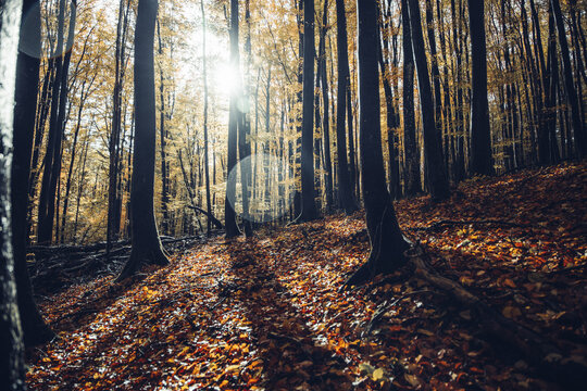 View of a dense forest with tall trees and a carpet of fallen autumn leaves illuminated by sunlight filtering through the canopy in Poland.