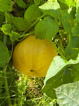 bright yellow round gourd in the garden