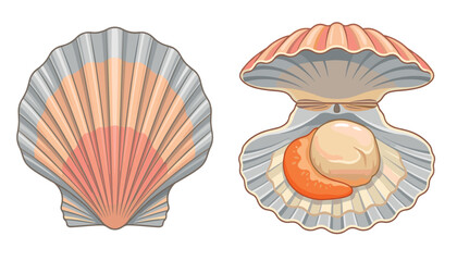 Scallop seashell vector illustration featuring closed ridged shell and open bivalve with fresh meat isolated on white background © Sakouat
