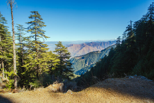 View of the lush coniferous forests and distant mountain ranges in the Himalayan landscape of Chakrata, Dehradun, Uttarakhand, India.