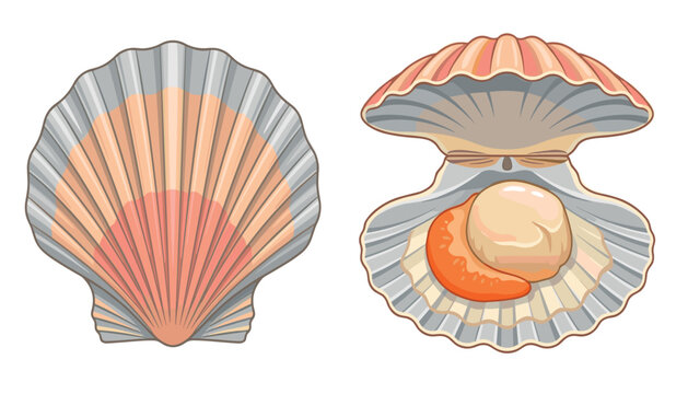 Scallop seashell vector illustration featuring closed ridged shell and open bivalve with fresh meat isolated on white background