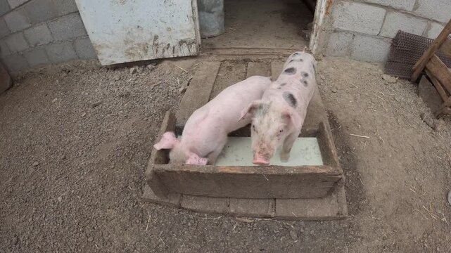 Piglets drinking from trough