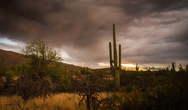 View of a tall Saguaro cactus standing in the Sonoran Desert under a dramatic, dark, and stormy monsoon sky with golden light breaking through the clouds in Tucson, Arizona, United States.
