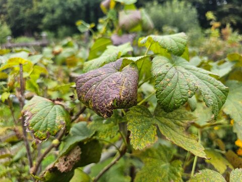 Von Blattkrankheit befallene Johannisbeere mit braunen welken und verf&auml;rbten Bl&auml;ttern im herbstlichen Garten