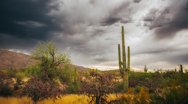 View of a tall saguaro cactus standing in the Sonoran Desert under a dramatic stormy sky with mountains in the background in Tucson, Arizona, United States.
