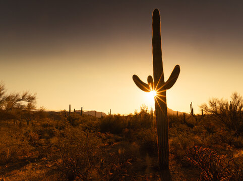 View of a saguaro cactus silhouetted against a golden sunset with a sunburst effect in the Sonoran Desert landscape in Tucson, Arizona, United States.