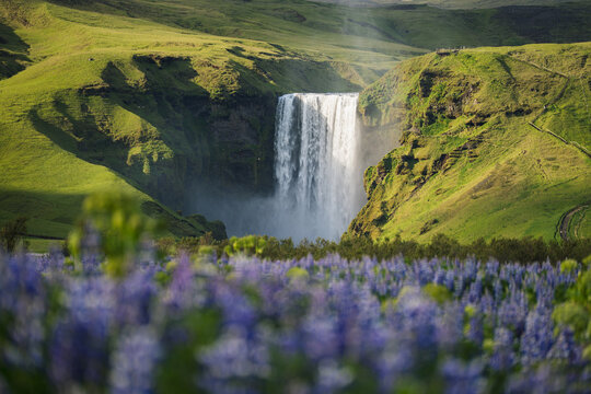 View of Skogafoss waterfall cascading down lush green cliffs with vibrant purple lupine flowers in the foreground in Rangarthing eystra, Iceland.